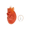 Teardrop Fascinator with Decorative Design - Image 12